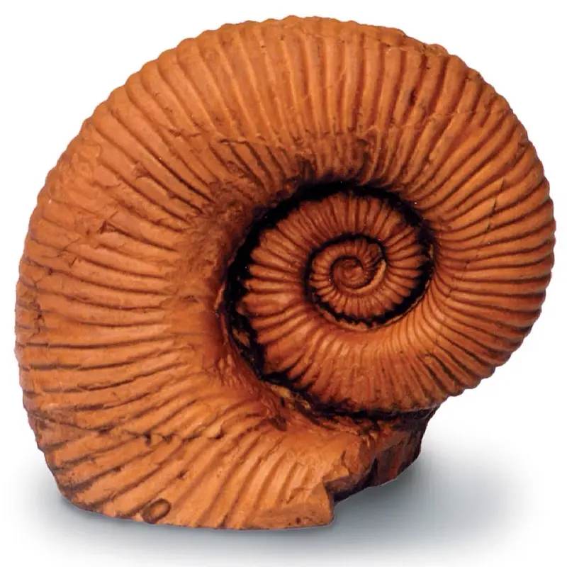 Ammonite Fossil Replica — Precision-Cast Paleontological Specimen (4H) 1
