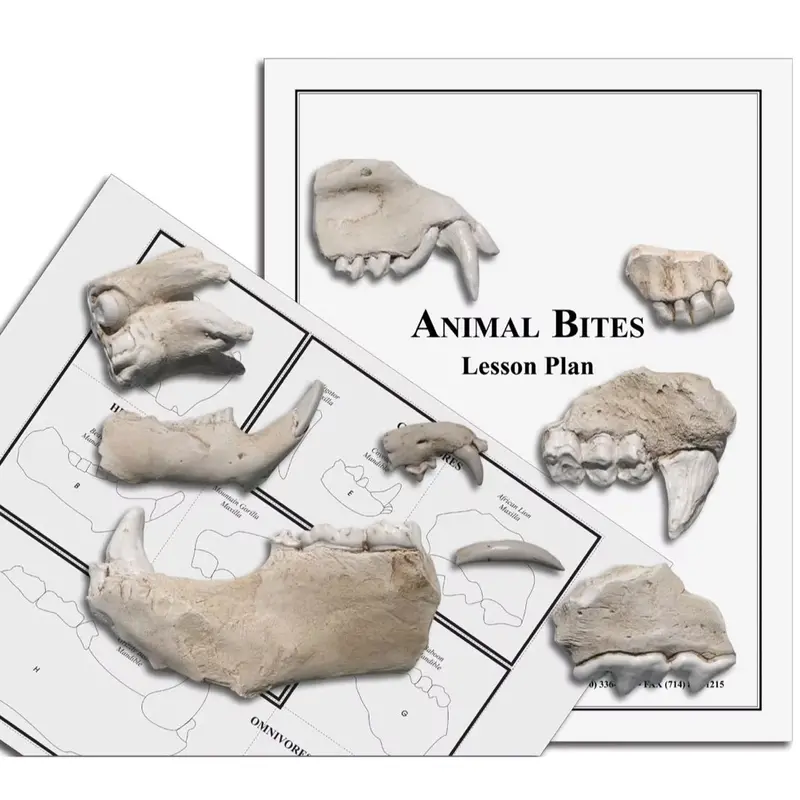 Animal Dentition Science Kit – Realistic Tooth Casts For Classrooms 1
