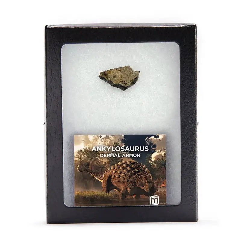 Ankylosaurus Osteoderm Fragment – Armored Dinosaur Scute Specimen 1