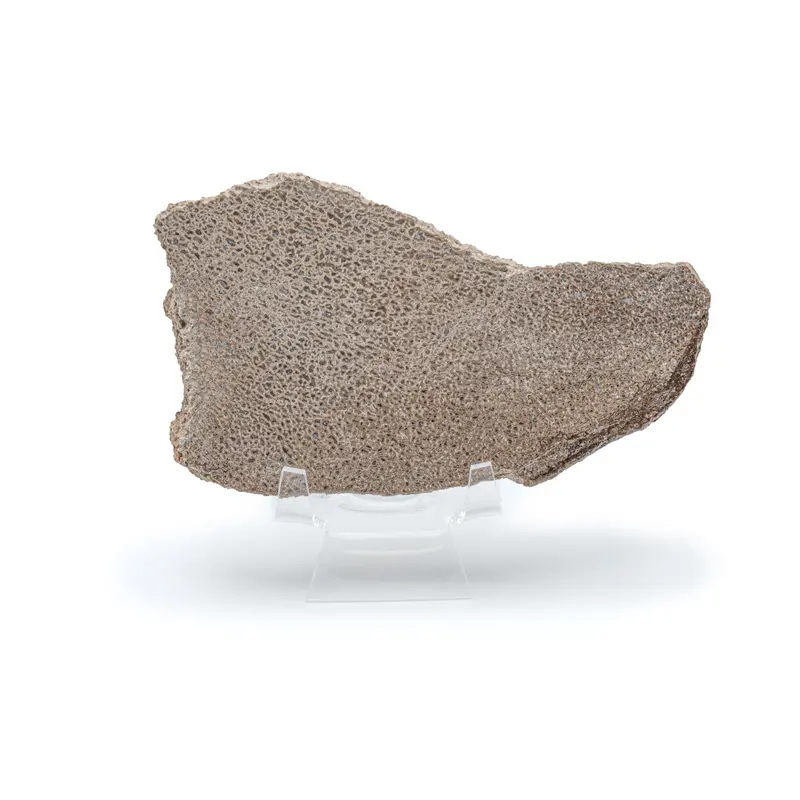 Atlasaurus Sauropod Bone Fossil In Display Box 2