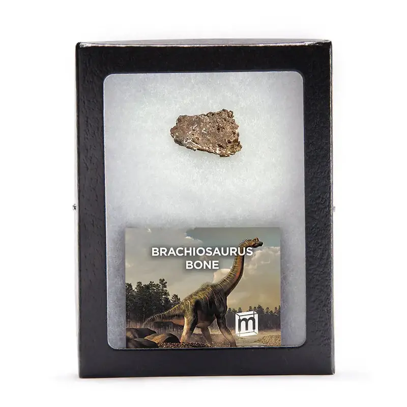 Brachiosaurus Dinosaur Bone Fossil Specimen 1