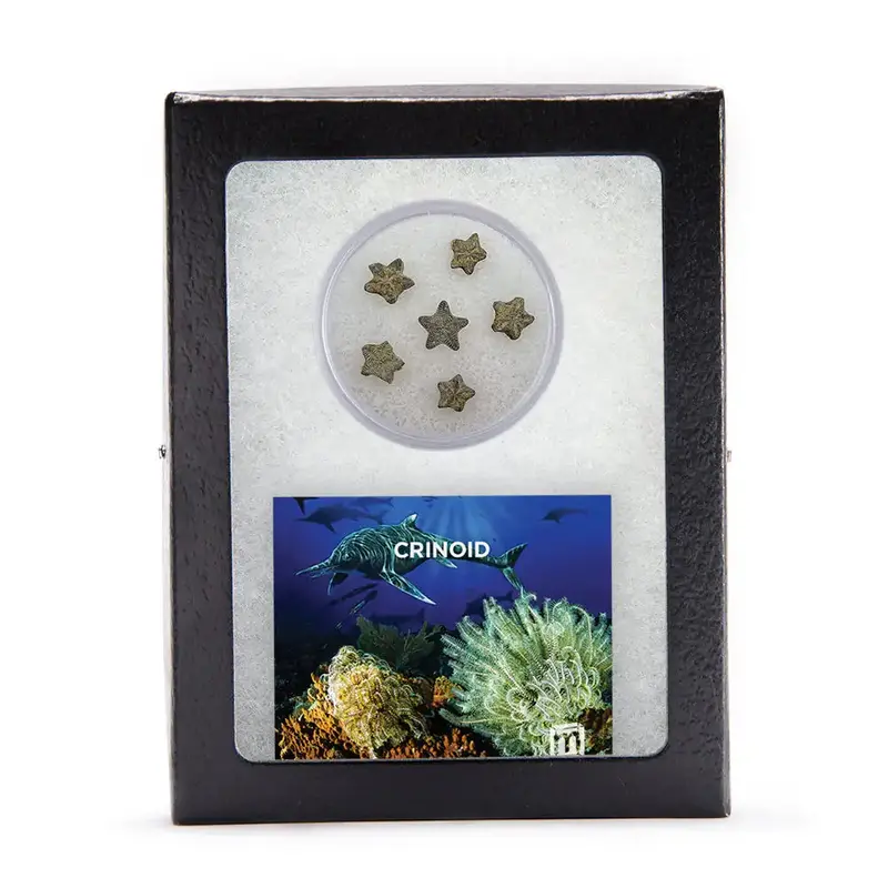Crinoid Columnal Fossil – Ancient Sea Lily Stem Segment 1