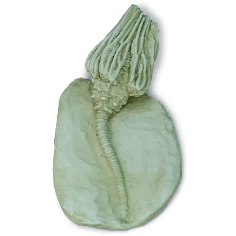 Crinoid Fossil Replica — Museum-Grade Marine Invertebrate Cast (5H) 1