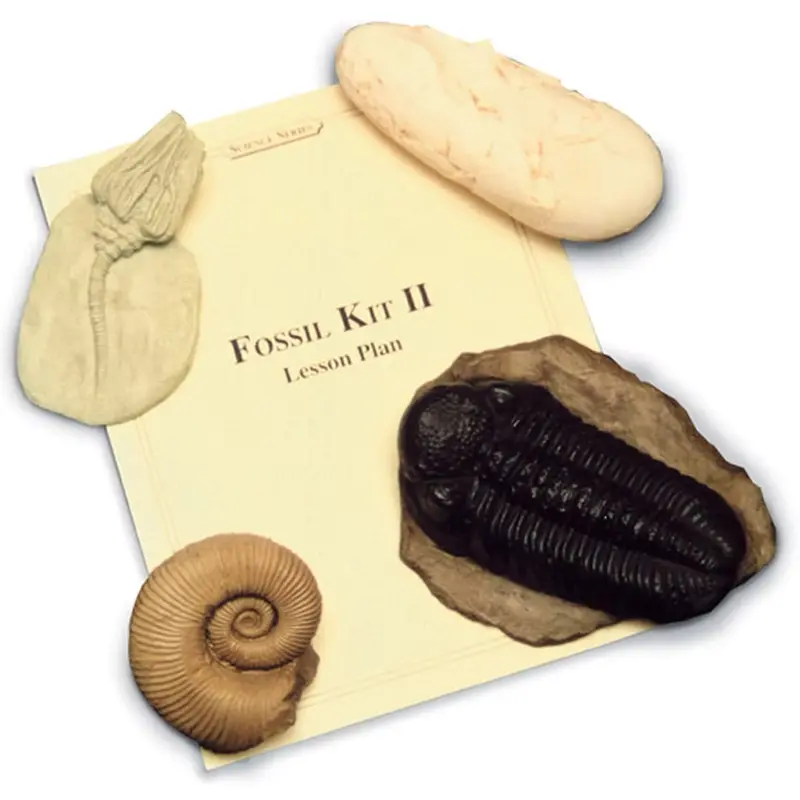 Fossil Education Kit Ii — Oviraptor Egg, Trilobite, Ammonite & Crinoid Replicas 1