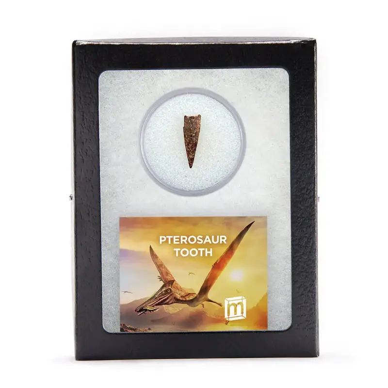 Fossil Pterosaur Tooth In Riker Mount Display Box 2