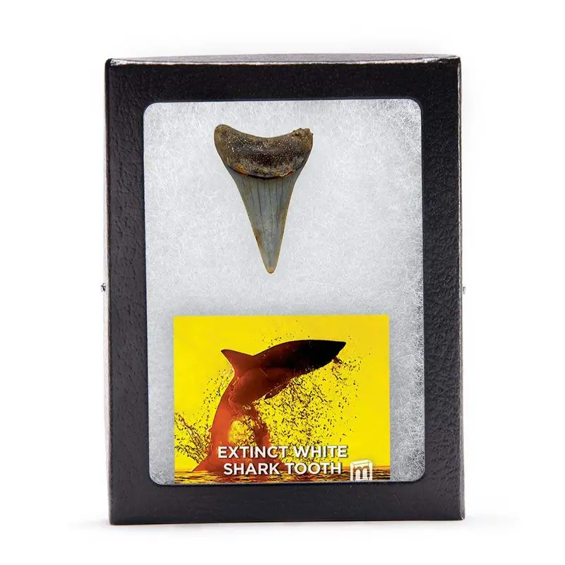 Fossilized Megalodon-Related White Shark Tooth 1