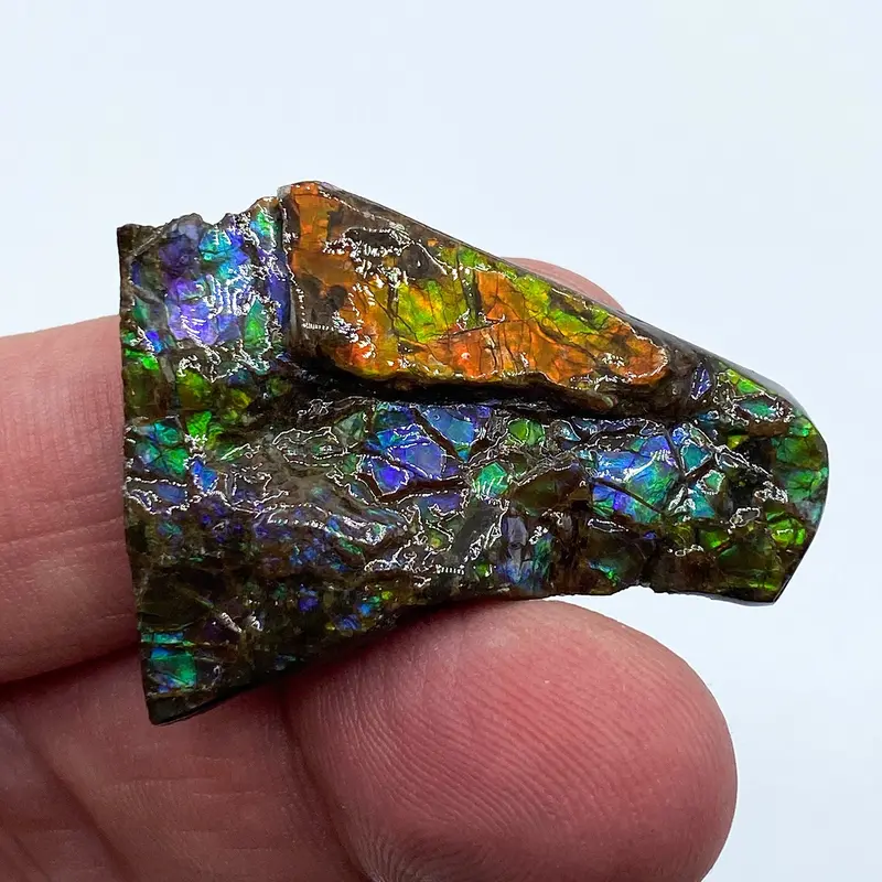 Gem-Quality Ammolite Fossil – Iridescent Ammonite Fragment 1