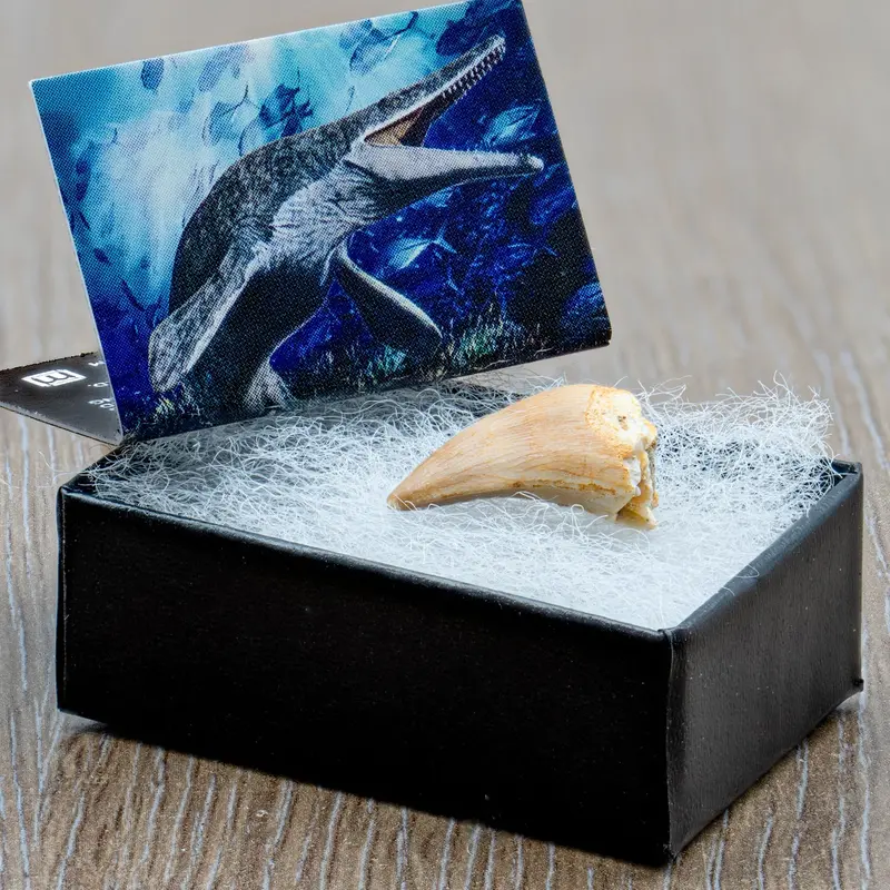 Mosasaur Fossil Pocket Specimen 1