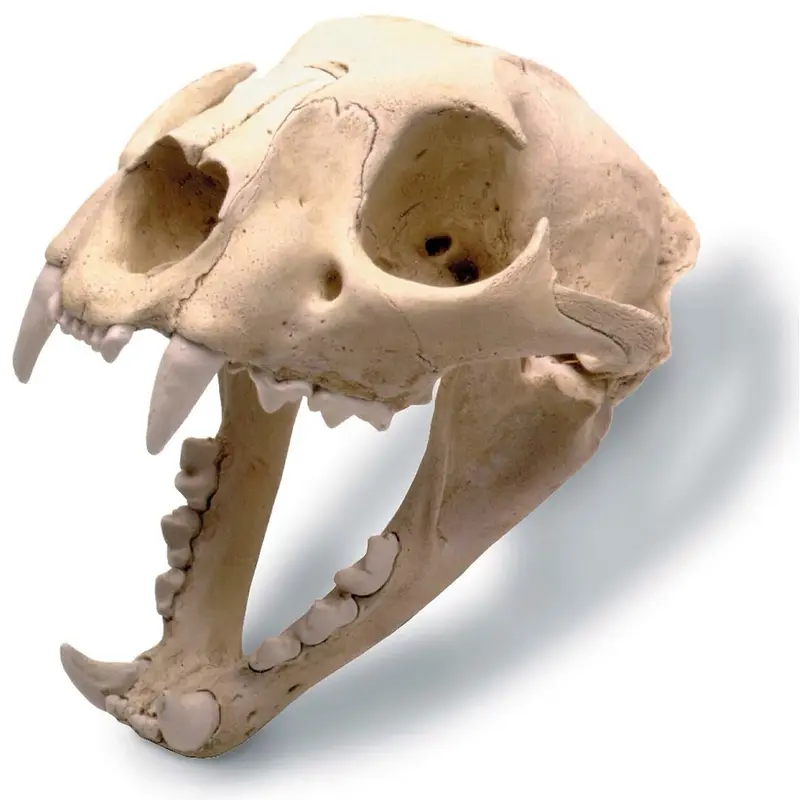 Mountain Lion Skull Replica — Mounted Cranial Cast With Presentation Stand 1