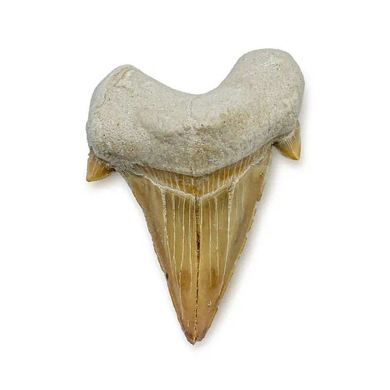 Otodus Obliquus Fossil Tooth – Ancestor Of Megalodon 2