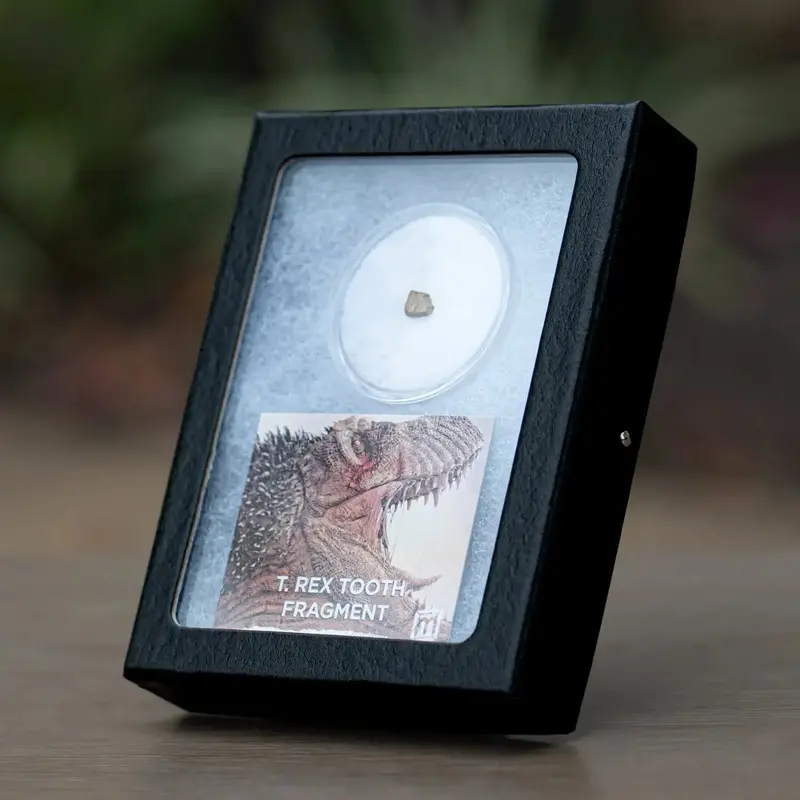 T. Rex Tooth Fragment – Authentic Dinosaur Fossil 1
