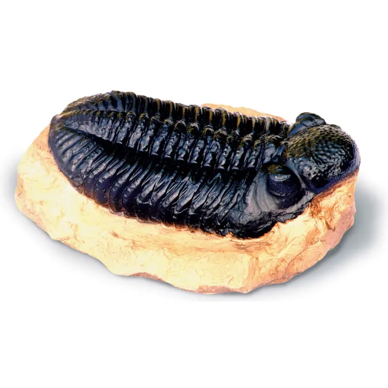 Trilobite Fossil Replica — Accurate Arthropod Cast From The Paleozoic Era (6L) 1